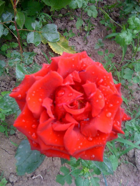 Ирина Владимирова