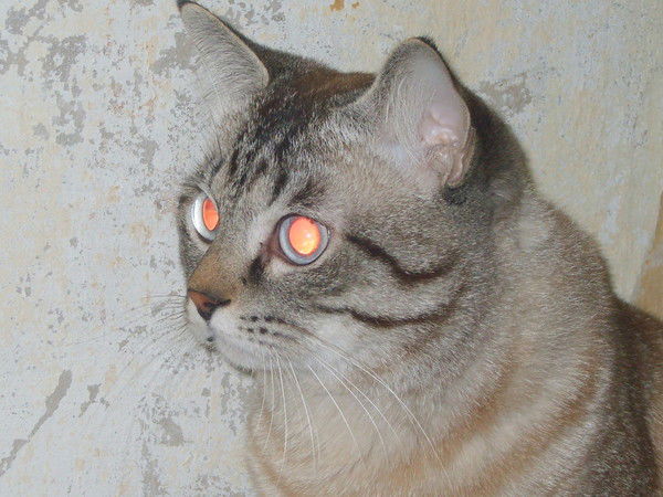 Алексей Туров