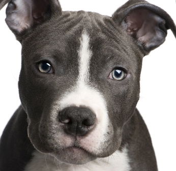 Валерия Шибанова