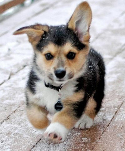 Елизавета Данилова