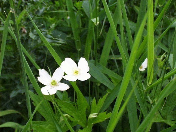 Александра Колесова