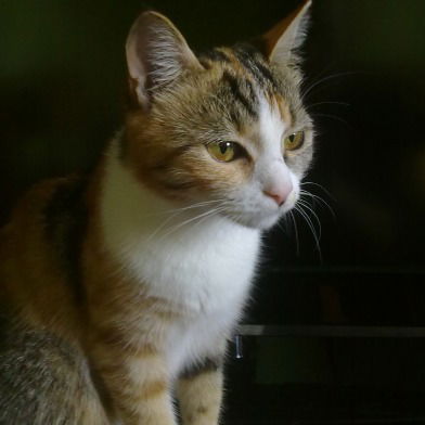 Юрий Кириченко