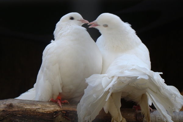 Сая Саянова