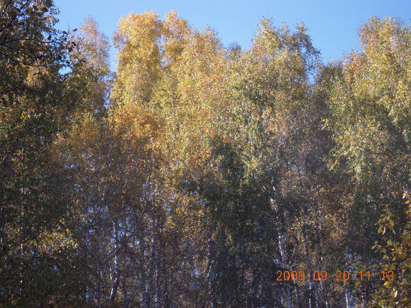 Светлана Уркина