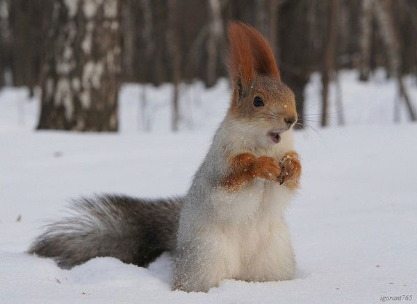 Ірина Мусурівська