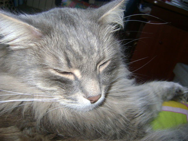 Елена Герман