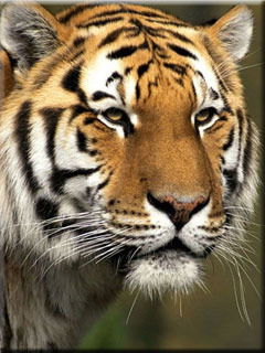 Игорь Кашаев