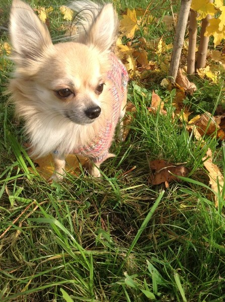 Ангелина Миргород