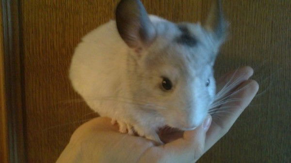 Ирина Ширшова