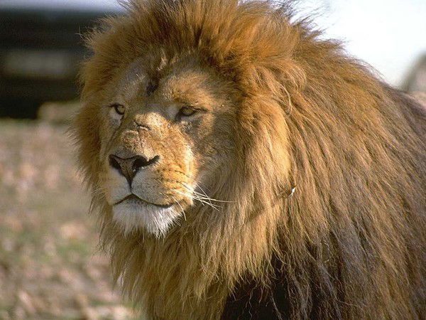 Александр Цепунов