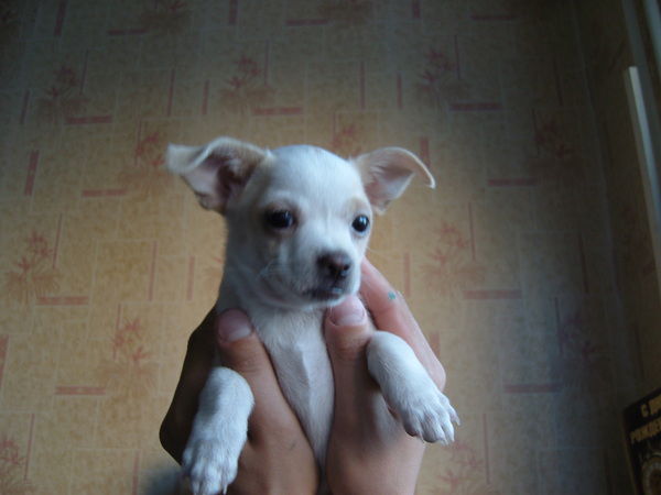 Ольга Черновская