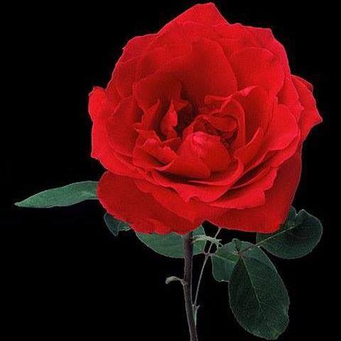 Мария Шарапова