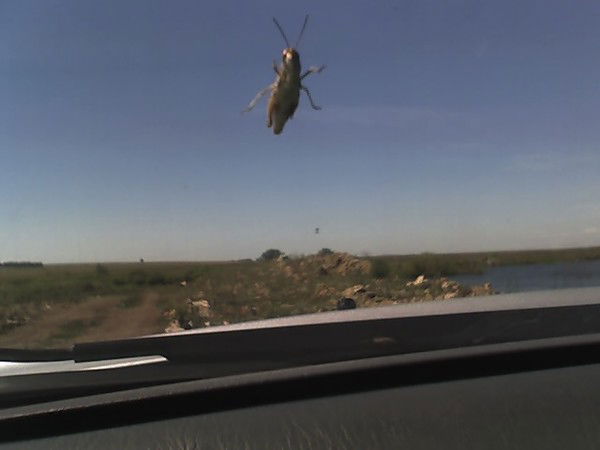 Татьяна Богомолова