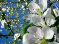 Гульнара Валиева