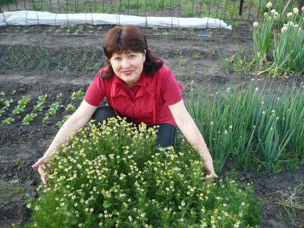 Жамал Мажула