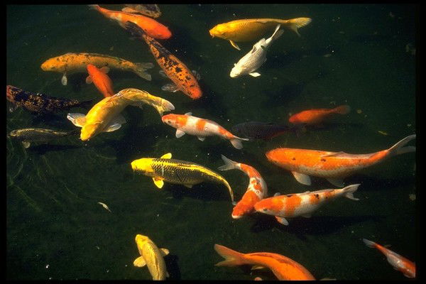 Елена Пыжова