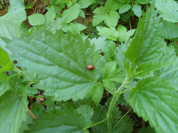 Владимир Кодяков