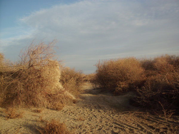 Кайржан Бисенов