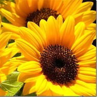 Наталья Келлер