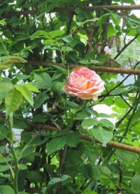 Татьяна Серебрякова