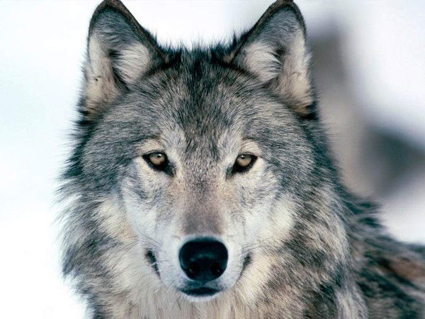 Михаил Греков