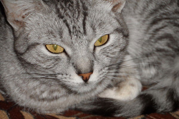 Ирина Николаева