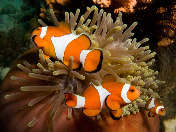 Николай Горбунков