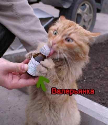 Valerian Valerianovich