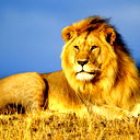 Lion King
