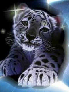 Дима Косолапов