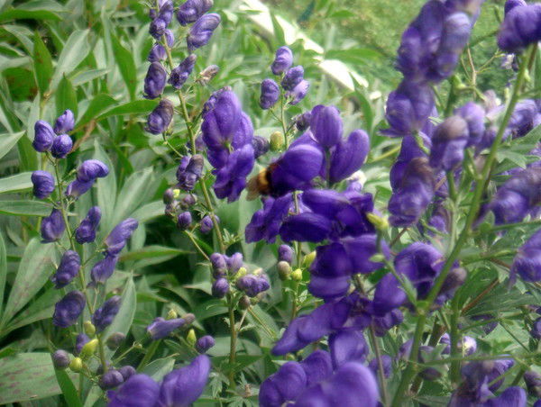 Елена Васильева