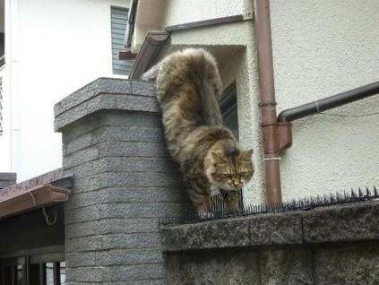 Ирина Коробкина