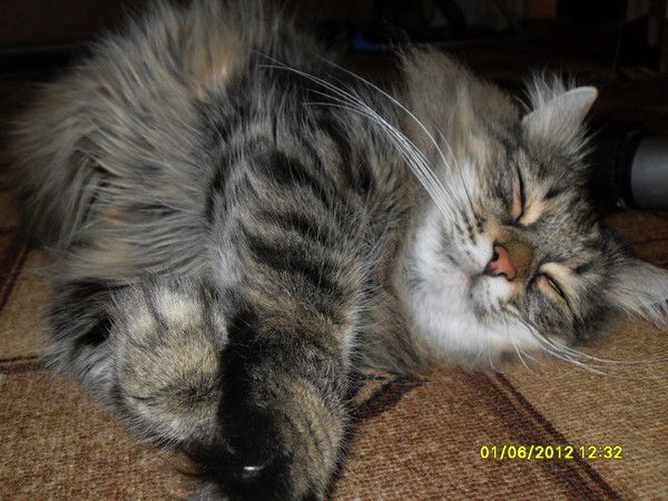 Елена Леонтьева