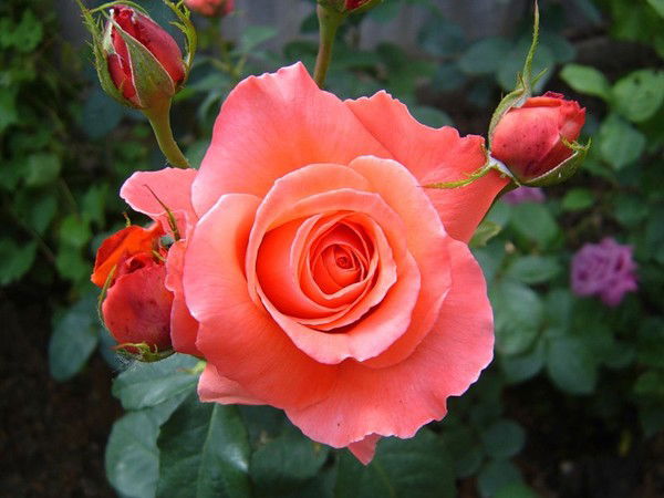 Татьяна Леонтьева