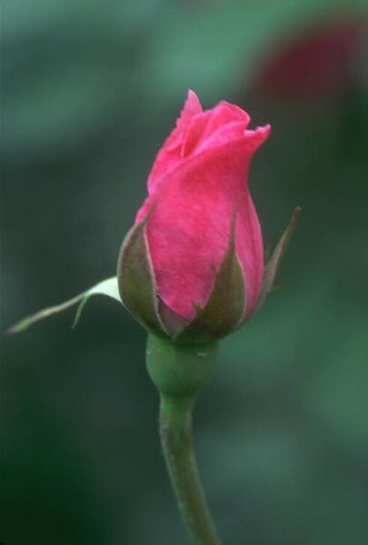 Наталия Григорьева