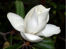 Татьяна Мамонова