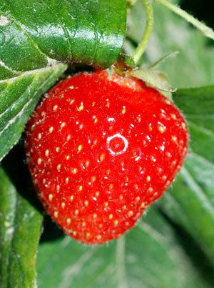 Светлана Саленко