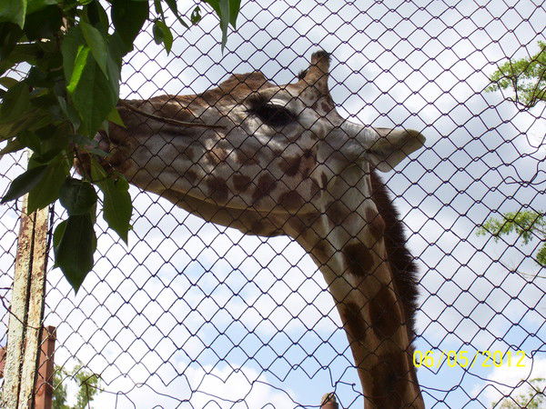 Мария Дмитриенко