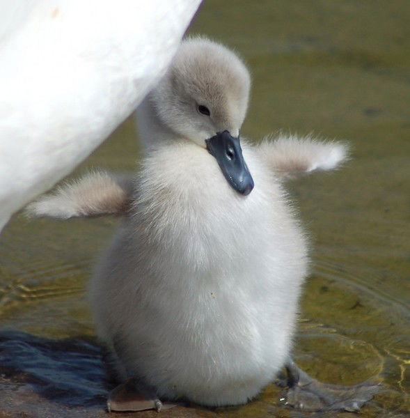 Андрей Шевченко