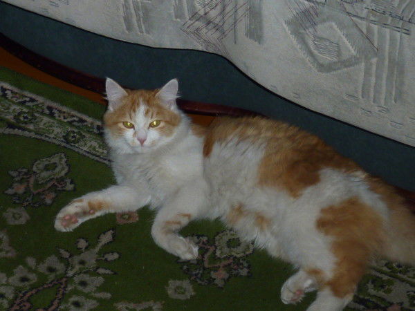 Ирина Кожарская