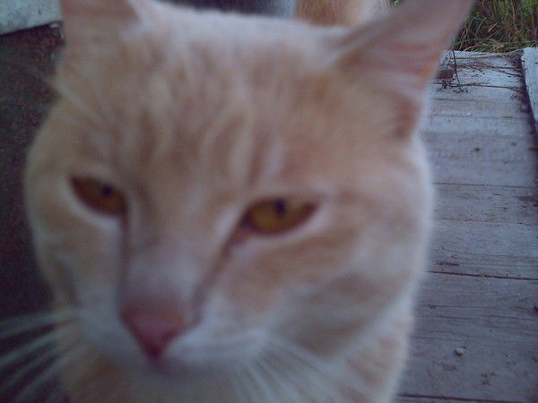 Николай Павленко