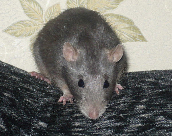 Андрей Демидов