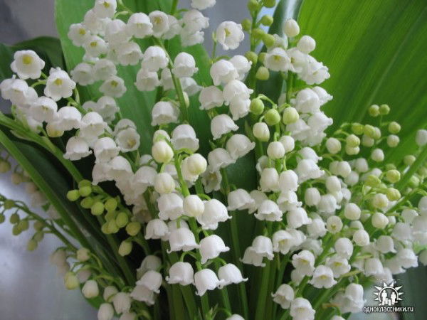 Жулдыз Шыныбаева