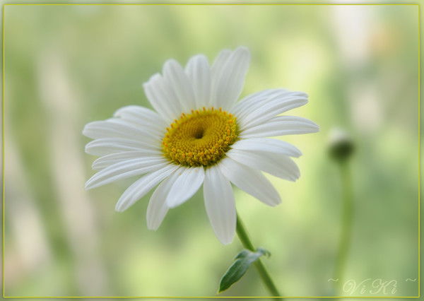 Дашуля Шавель