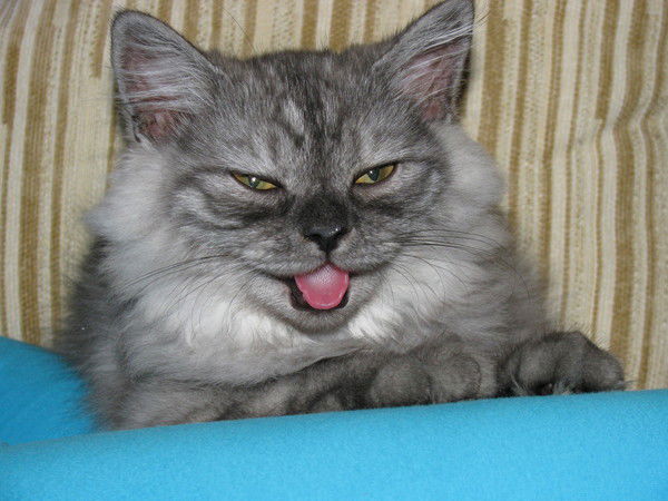 Ольга Митрофанова