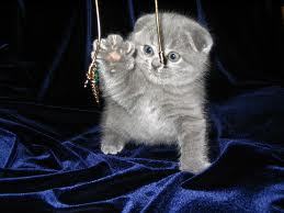 Жасмин Байбосынова