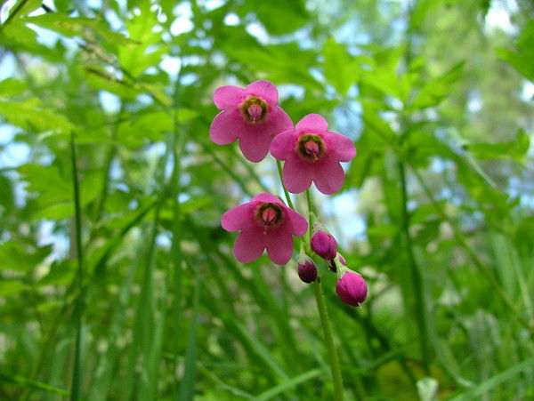 Журнал Экоалем