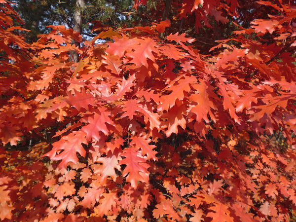 Наталья Мазовка