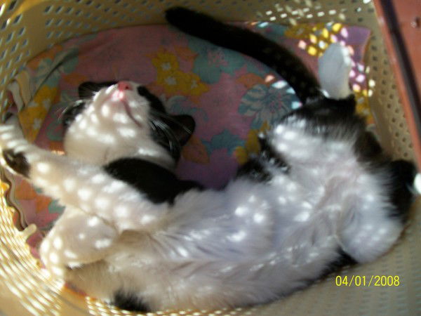 Лена Медынцева