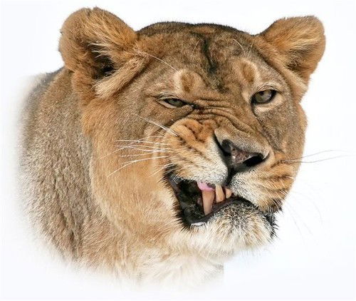 Роман Лазарев